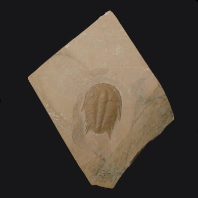 Modocia Typicalis (Resser 1938) Modocia Typicalis (Resser 1938)