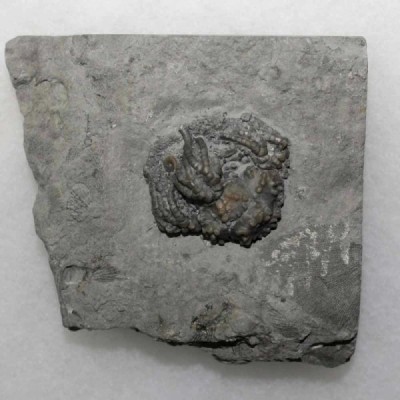 Platycrinites hemisphericus Platycrinites hemisphericus