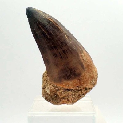 Prognathodon anceps Prognathodon anceps