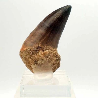 Prognathodon anceps Prognathodon anceps