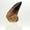  Prognathodon  anceps