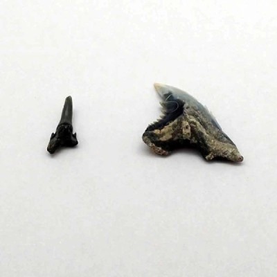 Hemipristis curvatus Hemipristis curvatus
