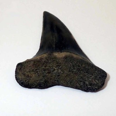 Isurus escheri Isurus escheri