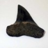 Isurus  escheri