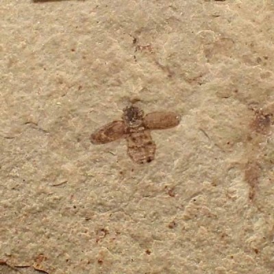 Beetle sp. Beetle sp.