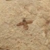 Beetle sp.