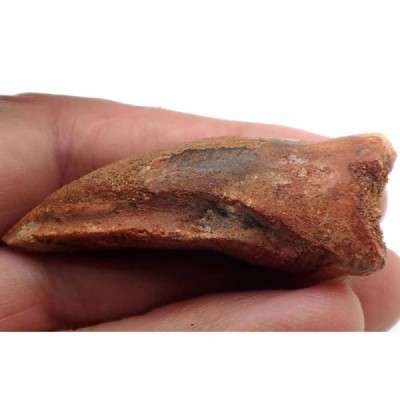 Deltadromeus agilis Deltadromeus agilis