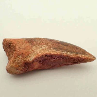 Deltadromeus agilis Deltadromeus agilis