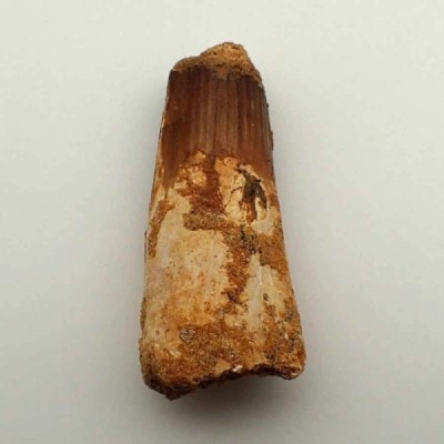 Spinosaurus aegyptiacus Spinosaurus aegyptiacus