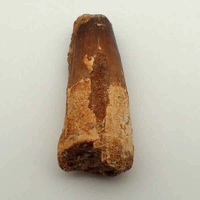 Spinosaurus aegyptiacus Spinosaurus aegyptiacus