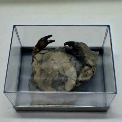   Urna plastico mediana