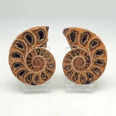 Phylloceras inflatum Phylloceras inflatum