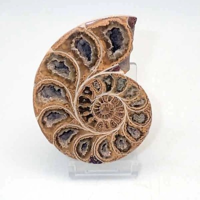 Phylloceras inflatum Phylloceras inflatum