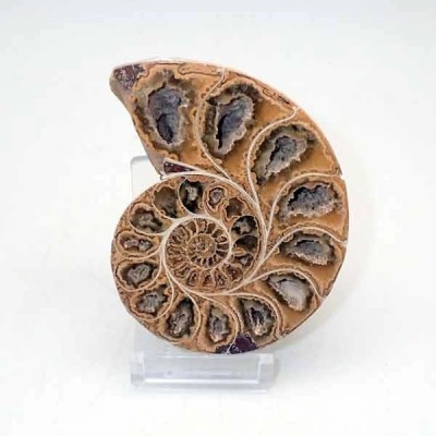 Phylloceras inflatum Phylloceras inflatum