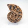  Phylloceras inflatum