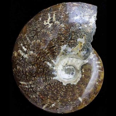 Cleoniceras besairiei Cleoniceras besairiei
