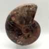 Cleoniceras besairiei 
