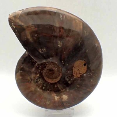 Cleoniceras besairiei Cleoniceras besairiei