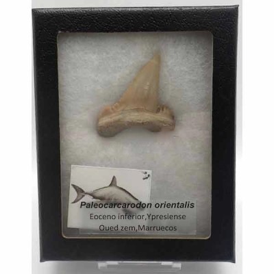 Paleocarcarodon orientalis Paleocarcarodon orientalis