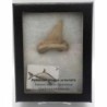  Paleocarcarodon orientalis