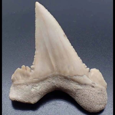 Paleocarcarodon orientalis Paleocarcarodon orientalis