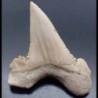 Paleocarcarodon orientalis