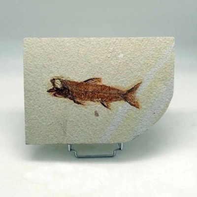 Mioplosus labracoides Mioplosus labracoides