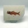 Mioplosus labracoides