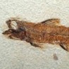  Mioplosus labracoides