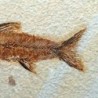  Mioplosus labracoides
