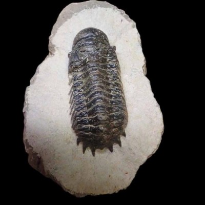 Cheirurus (Crotalocephalina) gibbus Cheirurus (Crotalocephalina) gibbus