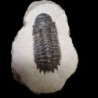 Cheirurus (Crotalocephalina) gibbus