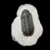  Cheirurus (Crotalocephalina) gibbus