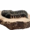  Cheirurus (Crotalocephalina) gibbus