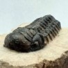  Cheirurus (Crotalocephalina) gibbus