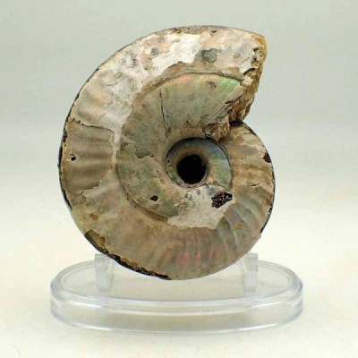 Cleoniceras besairiei Cleoniceras besairiei