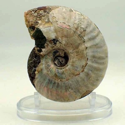 Cleoniceras besairiei Cleoniceras besairiei
