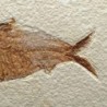  Knigthia alta
