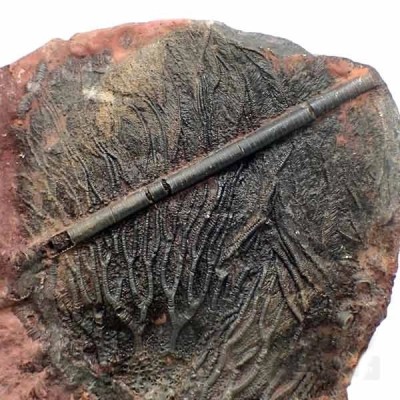Scyphocrinites sp. aff. elegans Scyphocrinites sp. aff. elegans