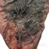  Scyphocrinites sp. aff. elegans