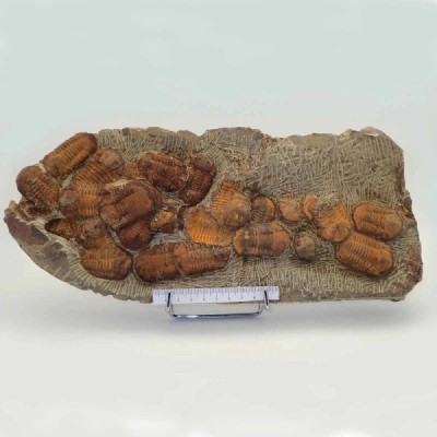 Symphysurus aff. sicardi Symphysurus aff. sicardi