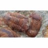  Symphysurus aff. sicardi