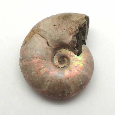 Desmoceras latidorsatum Desmoceras latidorsatum