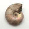 Desmoceras latidorsatum