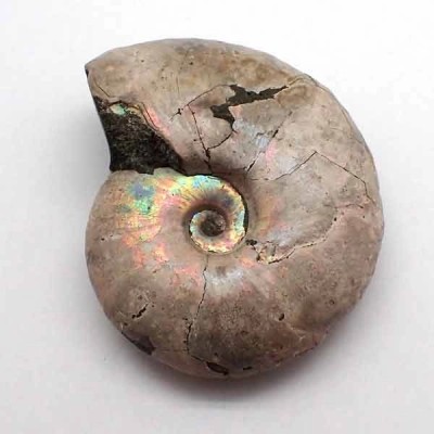 Desmoceras latidorsatum Desmoceras latidorsatum