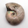  Desmoceras latidorsatum