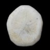 Jacksonaster depressum
