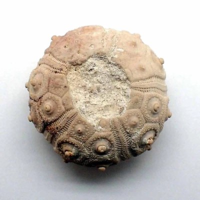 Desoricidaris pouyannei Desoricidaris pouyannei