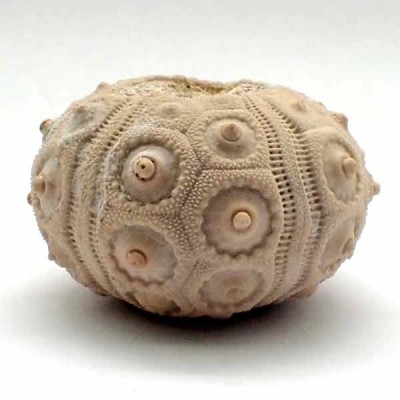 Desoricidaris pouyannei Desoricidaris pouyannei