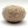  Desoricidaris pouyannei